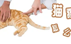 猫疫苗怎么打