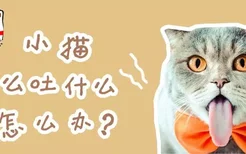 小猫吃什么吐什么怎么办