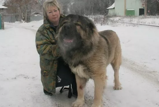 高加索犬怎么看纯不纯 纯种高加索犬鉴别方法0