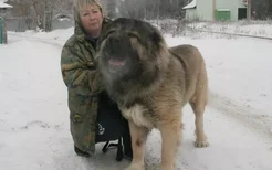 高加索犬怎么看纯不纯 纯种高加索犬鉴别方法