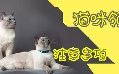 领养猫咪注意事项