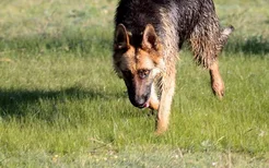 德国牧羊犬怎么训练叼东西 德牧捡东西训练教程