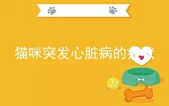 猫咪突发心脏病的症状