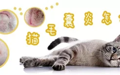 猫毛囊炎怎么治疗