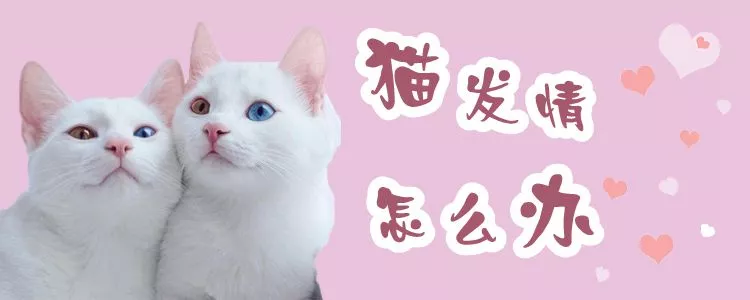 猫发情怎么办