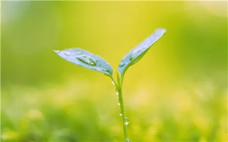 芦荟发出来的小芦荟怎么移栽