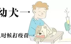 幼犬什么时候打疫苗