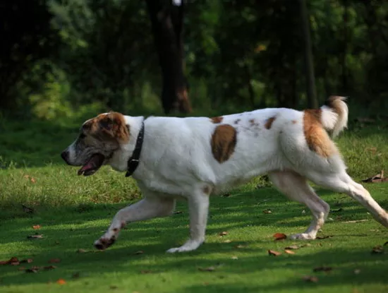 中亚牧羊犬价格是多少 中亚牧羊犬价格介绍2