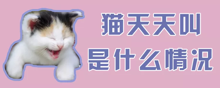 猫天天叫是什么情况