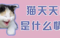 猫天天叫是什么情况