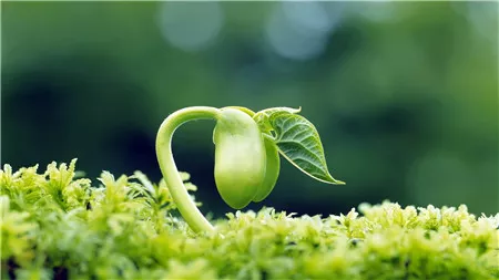 菊花茶和枸杞子泡水喝有什么作用