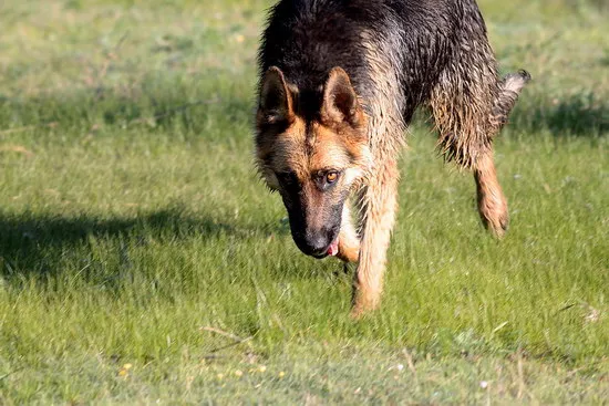 德国牧羊犬吃什么好 德牧喂养饮食注意事项