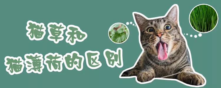 猫草和猫薄荷的区别