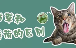 猫草和猫薄荷的区别