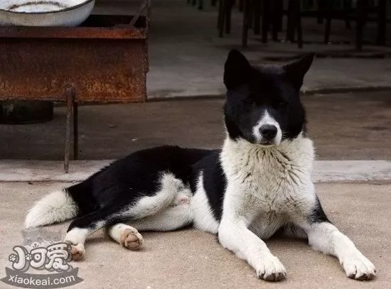 中华田园犬消化不良怎么治 土狗消化不良解决方法