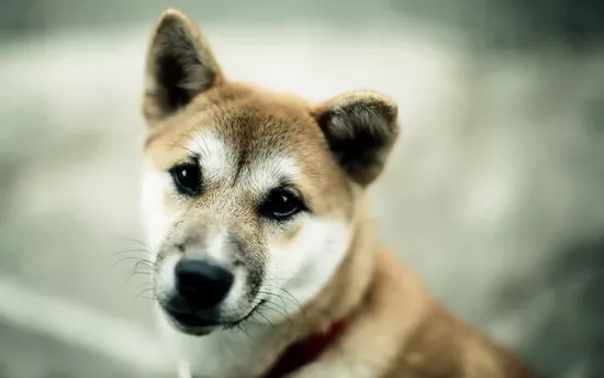 秋田犬怎么养 秋田犬饲养方法