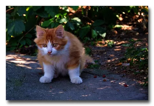 猫咪能自己回家吗 猫咪认路本领介绍