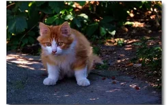 猫咪能自己回家吗 猫咪认路本领介绍