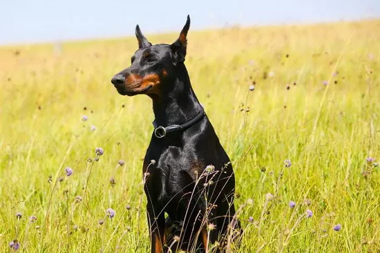 杜宾犬多少钱一只 纯种杜宾犬价格多少2