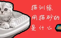 猫训练用猫砂的方法是什么