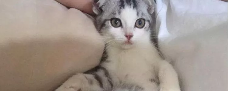 猫多大可以吃猫草 6月龄以上的猫咪才可以吃呢！猫多大可以吃猫草 6月龄以上的猫咪才可以吃呢！猫多大可以吃猫草