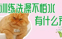 猫训练洗澡不怕水有什么方法