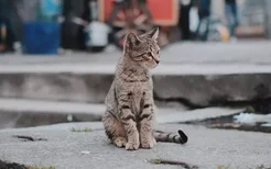 猫得鼠疫的症状 猫得了鼠疫会死吗？