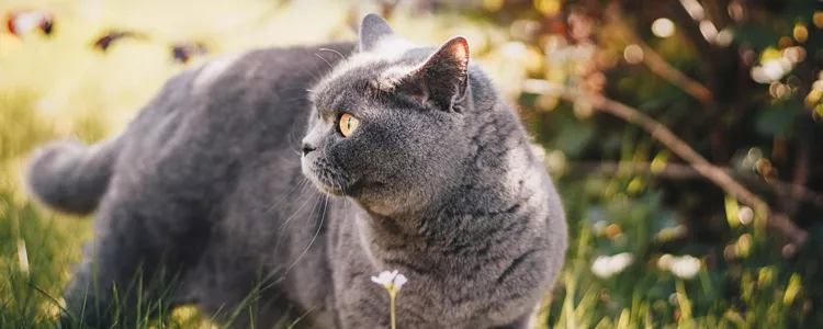 被三个月的小猫咬出血 应如何正确处理