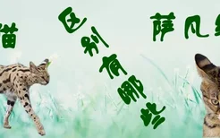 萨凡纳猫和薮猫的区别有哪些