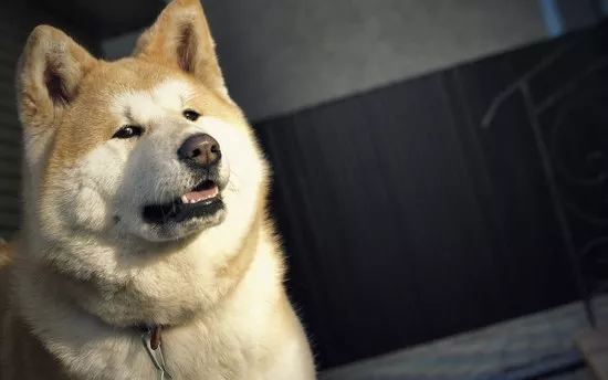 秋田犬幼犬怎么喂食 小秋田犬喂食推荐