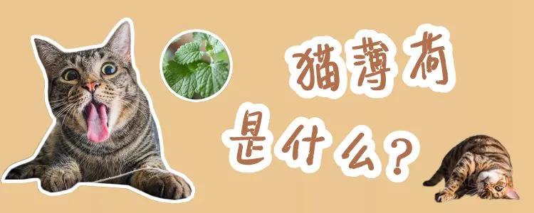 猫薄荷是什么