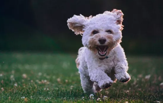 狗狗得了犬瘟怎么办好