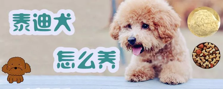 泰迪犬怎么养