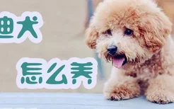 泰迪犬怎么养