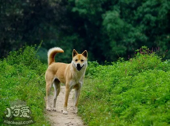 老年中华田园犬怎么养 老年中华田园犬喂养知识1