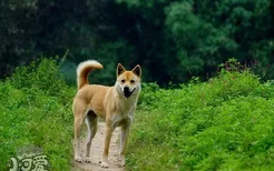 老年中华田园犬怎么养 老年中华田园犬喂养知识