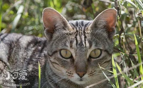 肯尼亚猫便秘如何治疗 肯尼亚猫便秘治疗方法