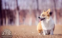 柯基大小便怎么训练 柯基犬定点上厕所训练教程