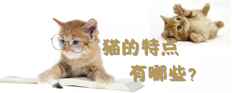 猫的特点有哪些