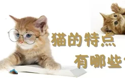 猫的特点有哪些 聪明独立性有个性