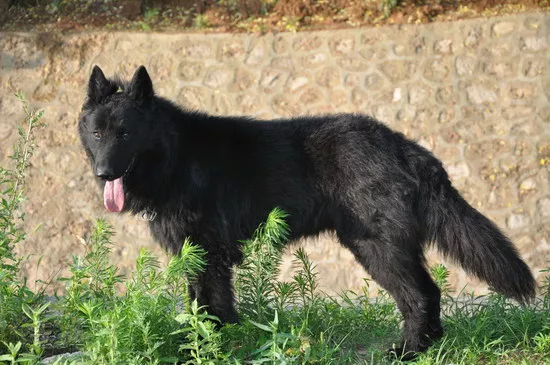 比利时牧羊犬价格是多少 纯种比利时牧羊犬多少钱一只2