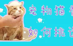 宠物猫香波如何挑选