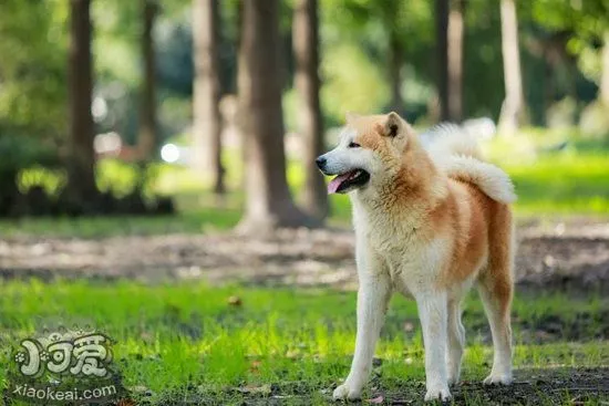 秋田犬呕吐拉稀怎么办 秋田犬拉稀呕吐治疗方法1