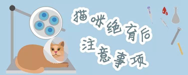 猫咪绝育后注意事项