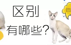 巴厘猫和暹罗猫的区别有哪些