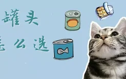 猫罐头怎么选