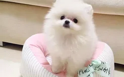 鹿犬身上为什么有皮屑