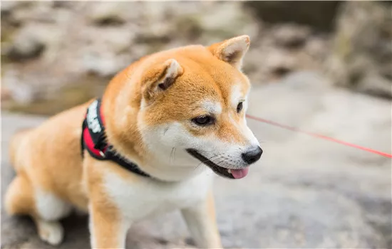 狗狗为什么斜眼看主人 狗狗并没有人类那么多情绪哦！