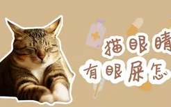 猫眼睛有眼屎怎么办