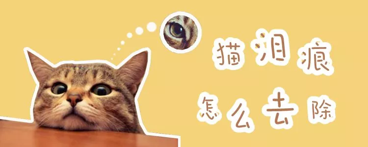 猫泪痕怎么去除